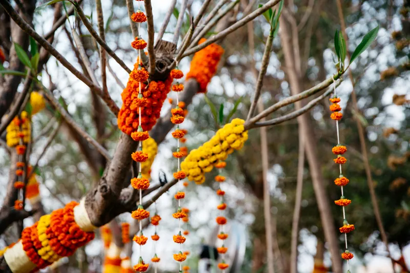 Marigold garlands hanging from trees